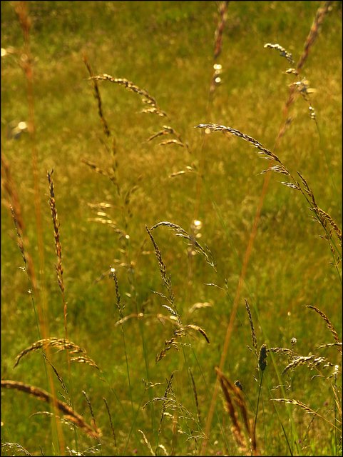 "Goldenes Abendlicht"
