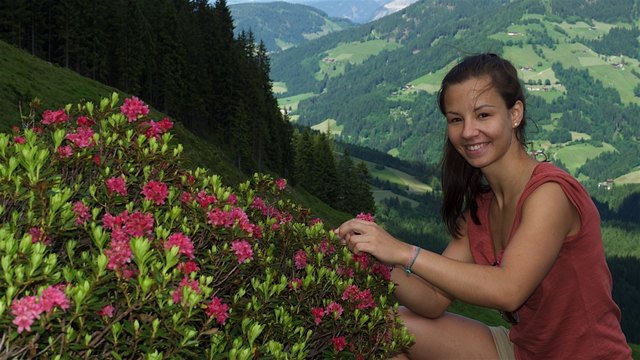 Die Almosenblüte ist voll im Gang, so wie hier auf der „Tals-Alm“ unterhalb des Schatzberges in der Wildschönau. Normalerweise sieht Lisa als Flugbegleiterin der Deutschen Lufthansa die herrliche Tiroler Bergwelt aus dem größten 
Passagierflugzeug der Welt, dem A 380, in rund 12.000 Meter Höhe. Dieses herrliche knallrote Gewächs überwuchert derzeit die Almflächen, sehr zur Freude der vielen Wanderfreunde aus dem In-und Ausland. In wenigen Wochen ist diese Blütenpracht dann wieder für ein Jahr Geschichte. | Foto: Silberberger