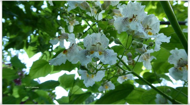 Der Blaum hat vor einem Jahr zum ersten Mal geblüht, aber dieses Jahr sind die Blüten besonders schön.