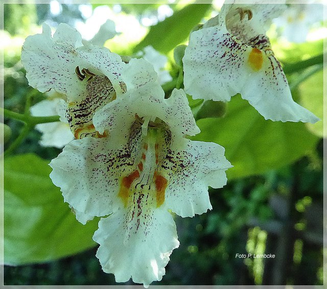 Blüte des Trompetenbaumes