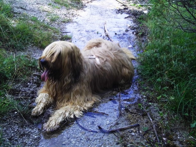 Mein Hund Jasper bei einer kleinen Pause in den Bergen von Tirol (St. Ulrich am Pillersee)
