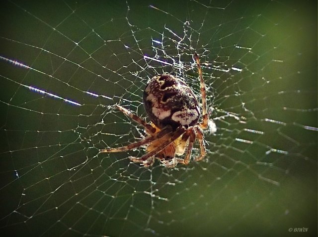 Das Netz musste geflickt werden - diese Minispinne ist nur 4mm groß.