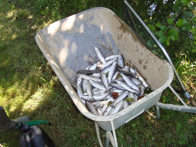 Der Besitzer eines Fischteichs in Langgen bei St. Andrä entdeckte zirka 100 Stück Forellen verendet am Wasser treibend | Foto: LPD Kärnten