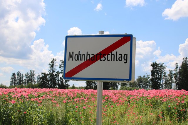 Mohnblüte rund um Meinhartschlag