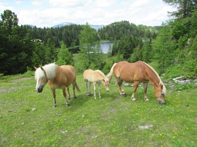 Haflinger Pferde auf der Alm Schwarzsee Turracher Höhe