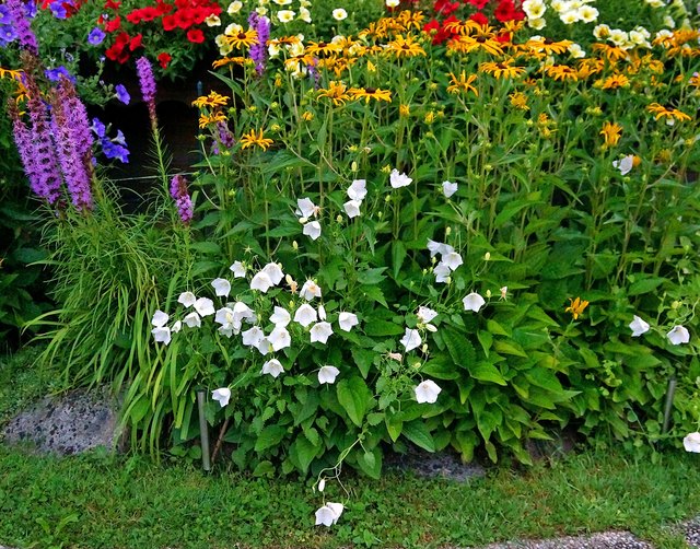 ... in meinem Garten
