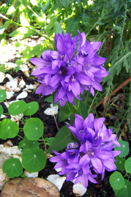 Knäuelglockenblume