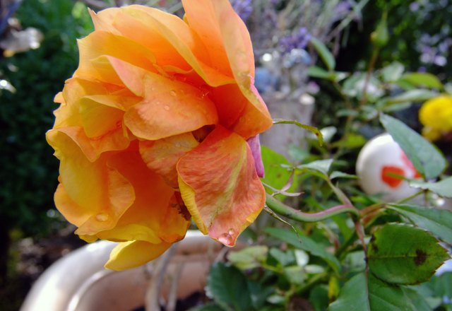 Topfrose