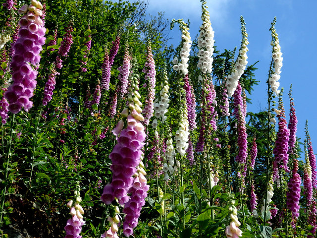 Stehen Fingerhüte in voller Sonnenlage, weisen ihre Blüten Richtung Süden. Wunderschön anzusehen, doch Achtung die Pflanze ist hochgiftig!