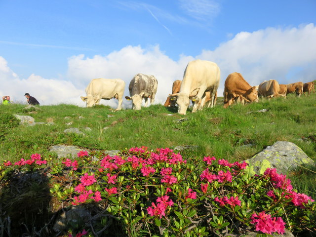 Almauftrieb Thema Auf Meinbezirk At