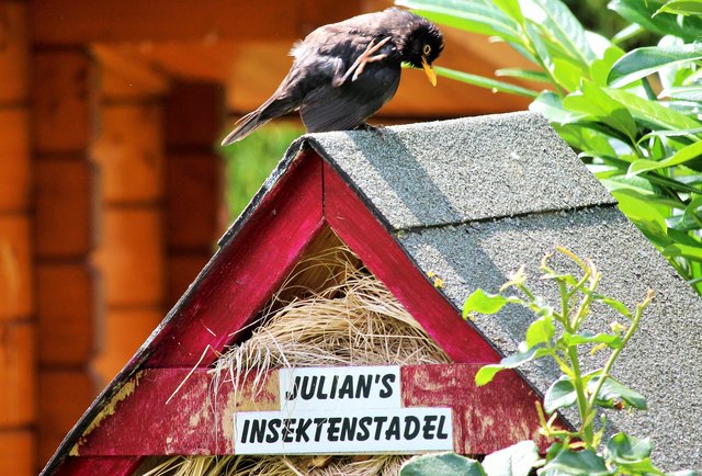 Amsel besucht Julians Insektenstadel