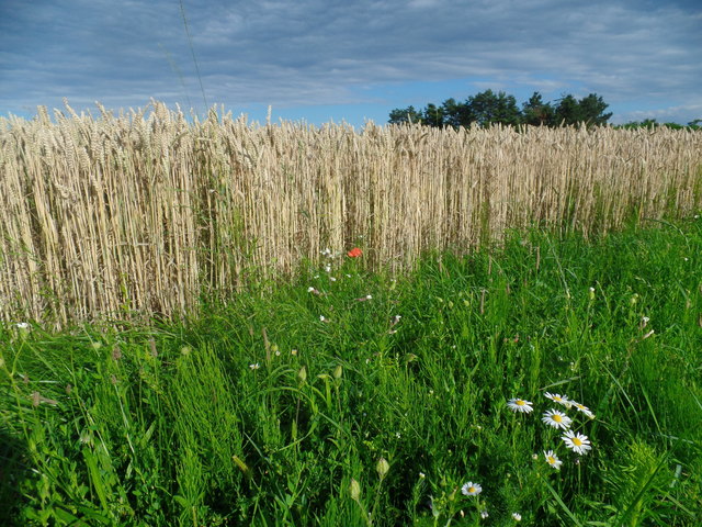 Weizenfeld