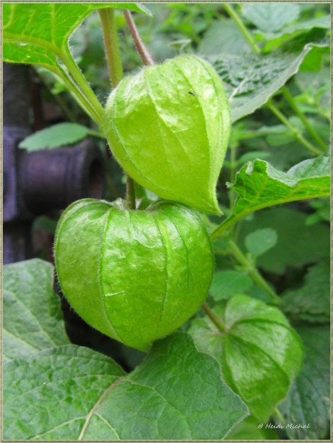 Die Lampionblume (Physalis alkekengi) ist ein zuweilen als Zierpflanze kultivierter Vertreter der Gattung der Blasenkirschen (Physalis) in der Familie der Nachtschattengewächse (Solanaceae). Der Name leitet sich von dem lampionartigen Blütenkelch ab, der die Frucht umgibt und der zur Reifezeit intensiv gefärbt ist.