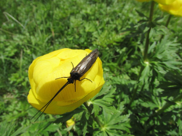 die unter Naturschutz stehende, Butterblume wird von einen Käfer bewacht .