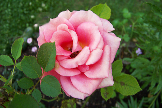 Rose meines Nachbarn