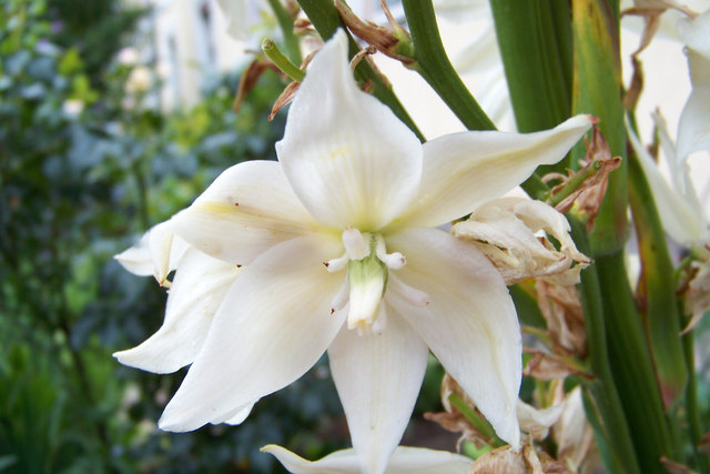 Palmlilie