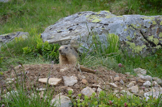 Dieses Murmeltier ließ sich nicht stören beim ausgraben eines neuen Baus.Beim Oberhüttensee.