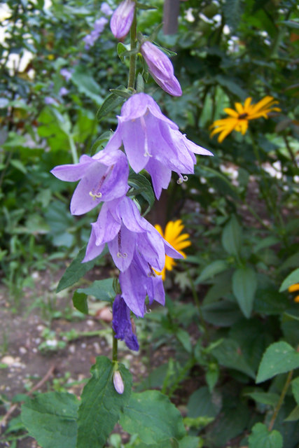Glockenblume