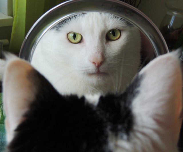 der Spiegel antwortet: du bist ein wunderschöner Kater lieber Amy und du hast so viele Artgenossen die genau so wunderschön sind wie du!