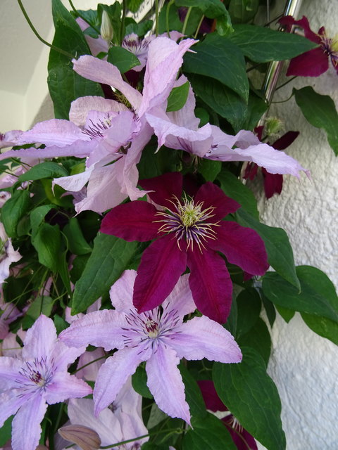 Bunte Blütenpracht auf der Terrasse