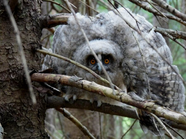 Bei der Nachtwanderung kann man mit etwas Glück auch Eulen sehen. | Foto: Naturpark Ötztal