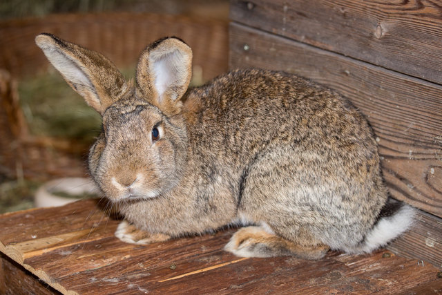 Olesya ist eines der Zwergkaninchen, das im Tierheim auf neue Besitzer wartet.