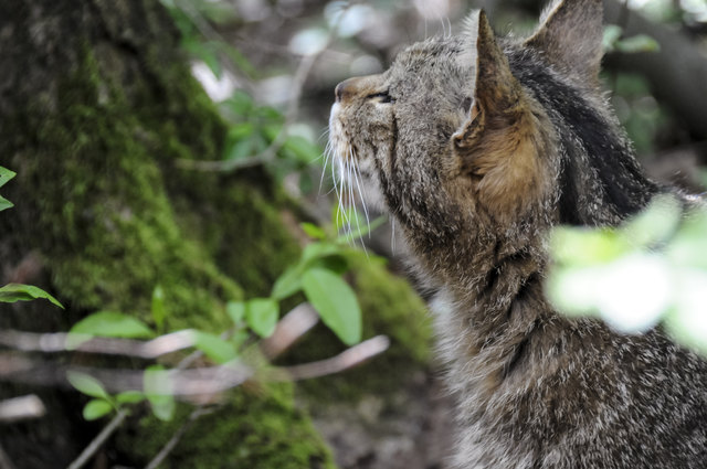 Beobachten Sie die Wildkater „Carlo“ im ildkatzengehege bei der Nachtfütterung.