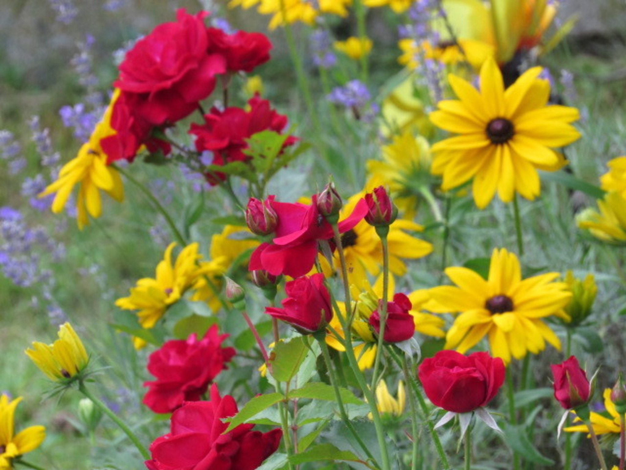 Wunderbare Farbenpracht der Blumen im Garten - Lavanttal
