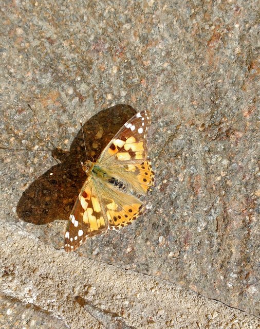 wollte mir einen schönen Tag wünschen,  ist immer auf der Terrasse rumgeflattert