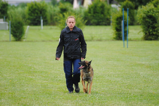 Eine schöne Unterordnung zeigte Malinois-Rüde Ash beim Rattenfänger-Turnier.