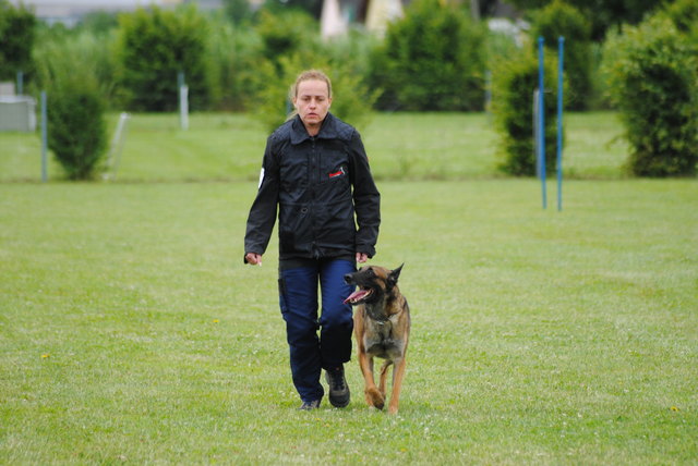 Eine schöne Unterordnung zeigte Malinois-Rüde Ash beim Rattenfänger-Turnier. | Foto: privat