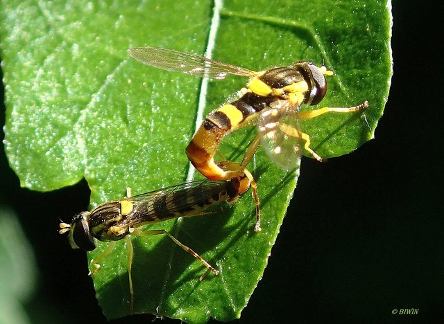 2 Schwebfliegen sorgen für Nachwuchs :)