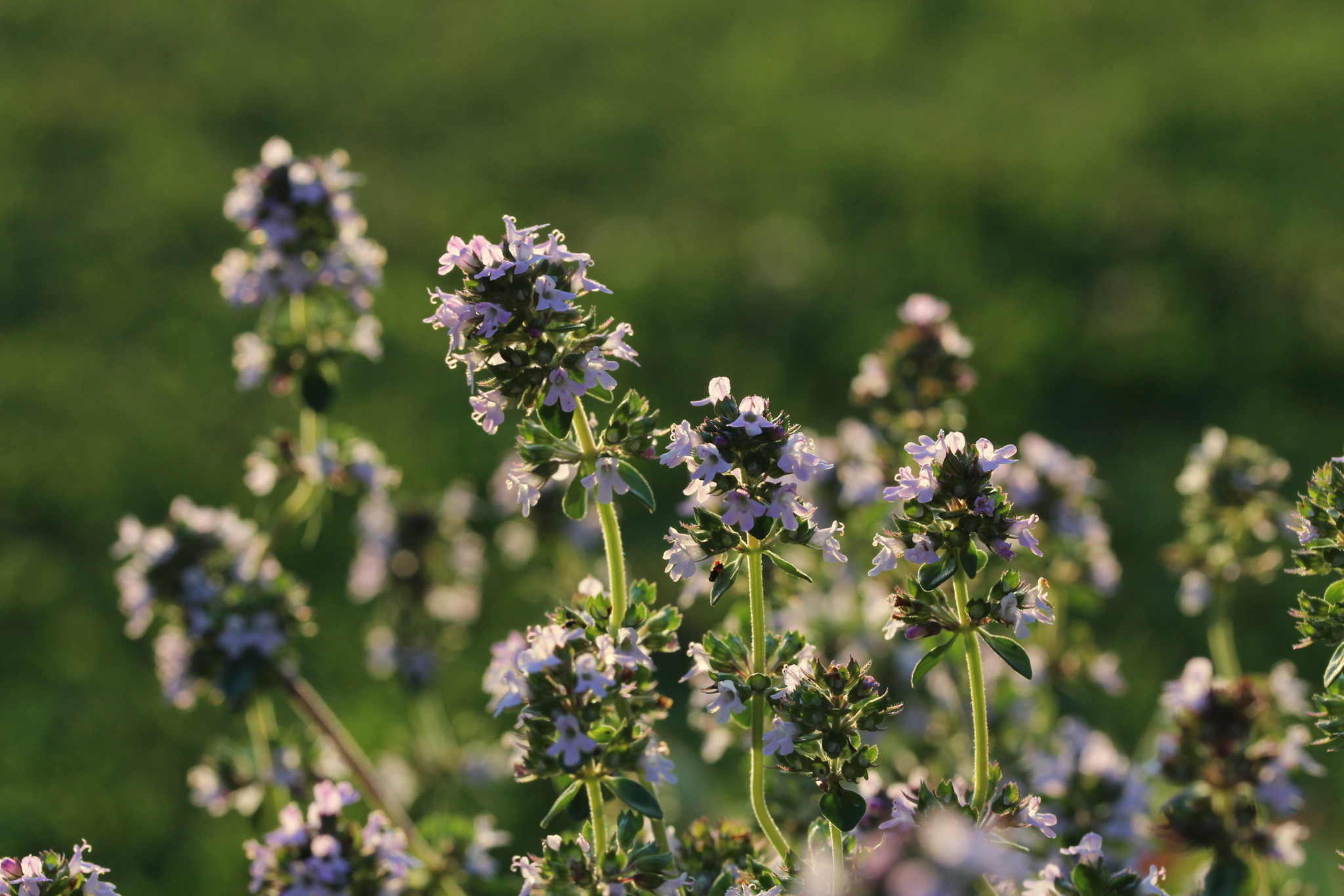 Im Garten riecht es nach *Thymian" Vöcklabruck