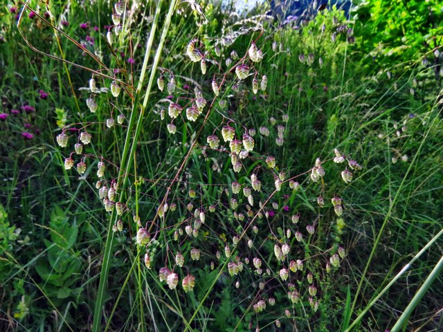 Diese Grasart lässt die Köpfchen schaukeln, auch wenn nur ein leichter Windhauch über die Wiese streicht.