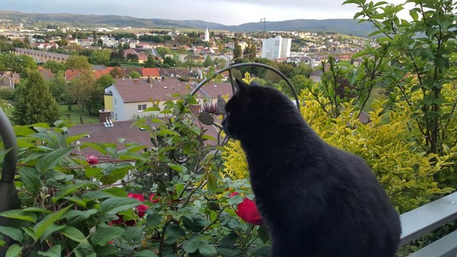 Urlaub über den Dächern von Mattersburg - ich genieße es ;-)