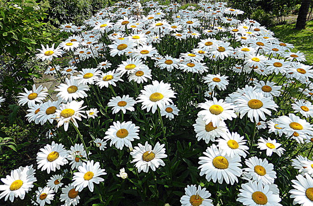 Ein Leben ohne Träume ist wie ein Garten ohne Blumen...