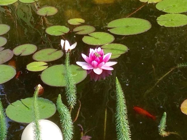 Frosch hält Mittagsschlaf in der Seerose im Gartenteich in D- Ehrensdorf