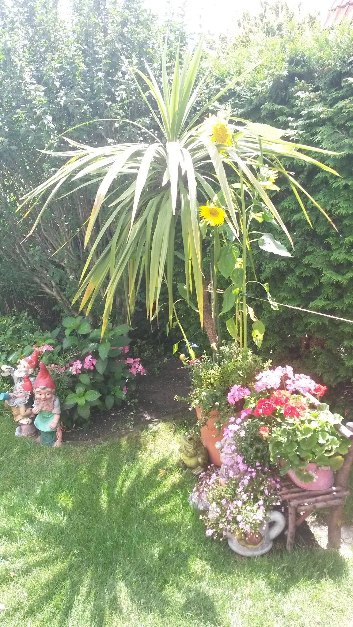 Vogel Saen Ihr Eigenes Futter In Der Palme 3 Sonnenblumen