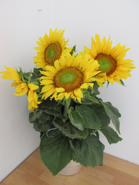 Sonnenblumenarrangement