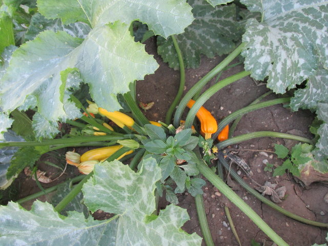 langsam werden auch die Zucchini im eigenen Garten reif