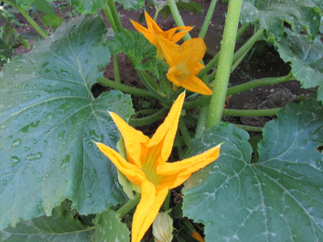 Hübsche Zucchiniblüte