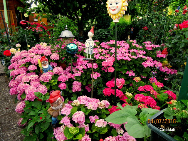Ganz vorne rechts kommt eine Sonnenblume. Es war noch nie da das nur 2 Sonnenblumen kommen. Die Andere ist am "Acker"aber nicht von uns gesät.
