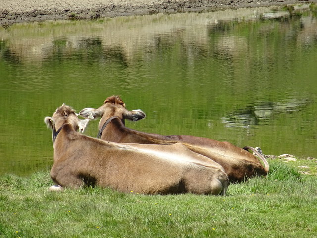 Zwei entspannte Kühe am Salfeinssee