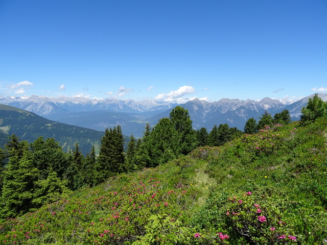 ... mit blühenden Almrosen nahe Salfeins (2000m)