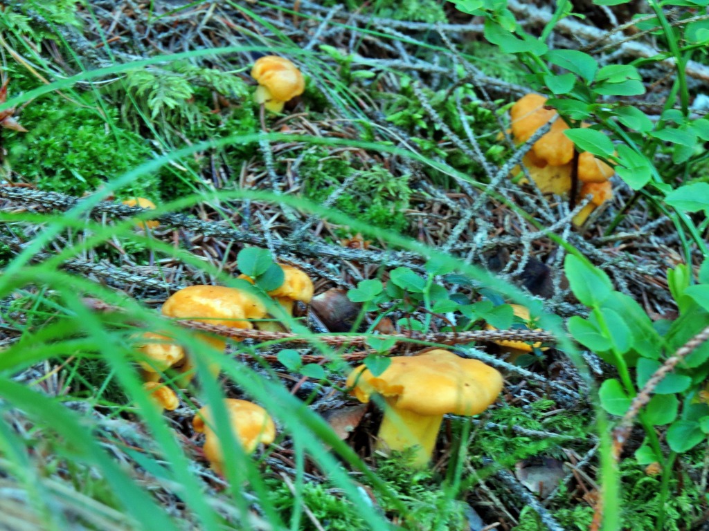 Die Pfifferlinge Wachsen Gut Lungau