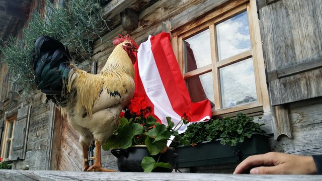 Maxl unser Orakel