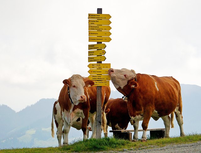 gesehen am Wiedersbergerhorn/Alpbach