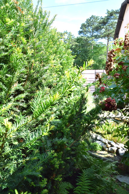 So sollte die Hecke eigentlich nach dem Schnitt nicht mehr aussehen – überall stehen Äste hervor, der abgeschnittene Kleinschnitt blieb, mittlerweile braun, in der Hecke hängen.