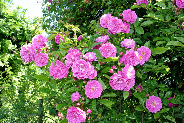 Eine Farbe die erfreut
