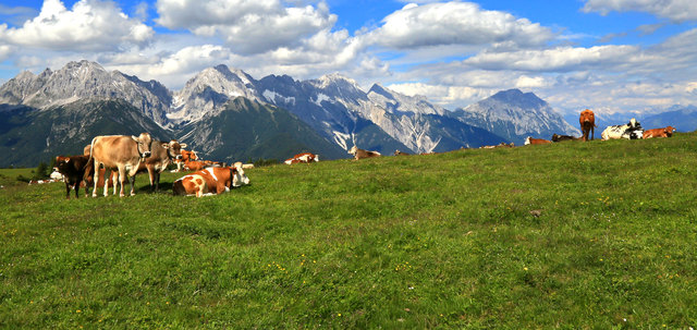 Diese Aufnahme ist vom letzten Jahr oberhalb der Simmering Alm (2.000 m), mit Blick gegen die Mieminger Bergkette 2.768 m.